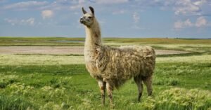 Llama-3-Metas-Open-Source-LLM-Challenges-the-Elite