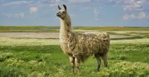 Llama-3-Metas-Open-Source-LLM-Challenges-the-Elite