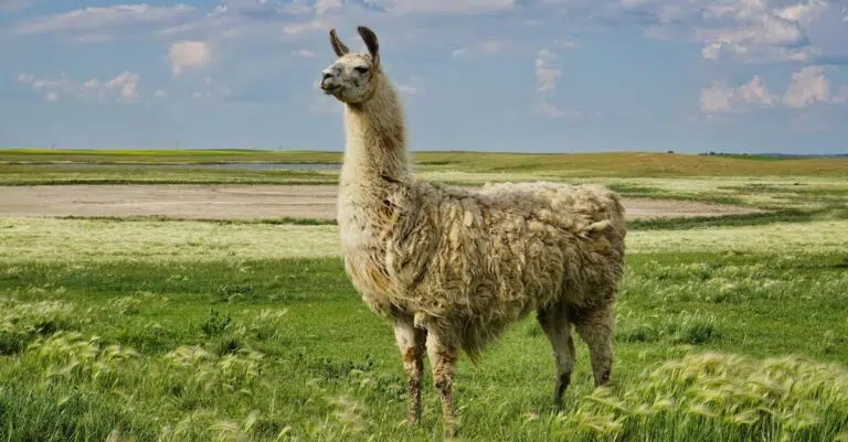 Llama-3-Metas-Open-Source-LLM-Challenges-the-Elite