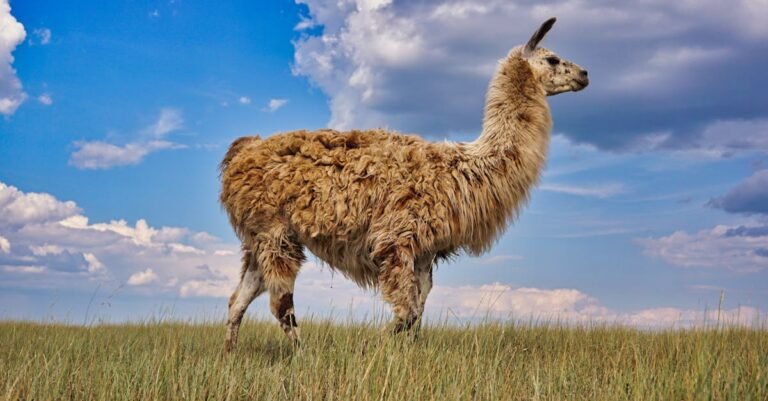 Llama-3-Released-Open-Source-AI-Powerhouse